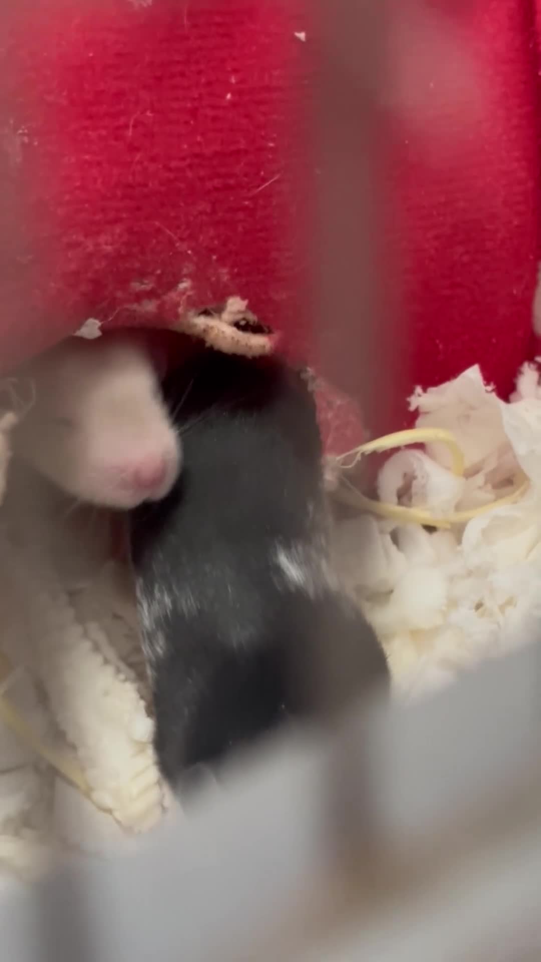 Rat rodents for sale: Pippa and fable ✨ - Video 1