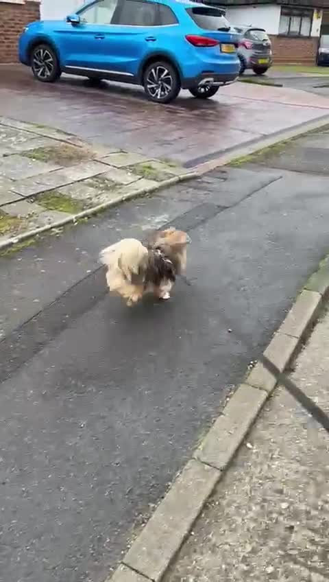 Mixed Breed dogs for adoption: 💙Barry💙- big personality wrapped in small body in Burton-on-Trent - Video 1