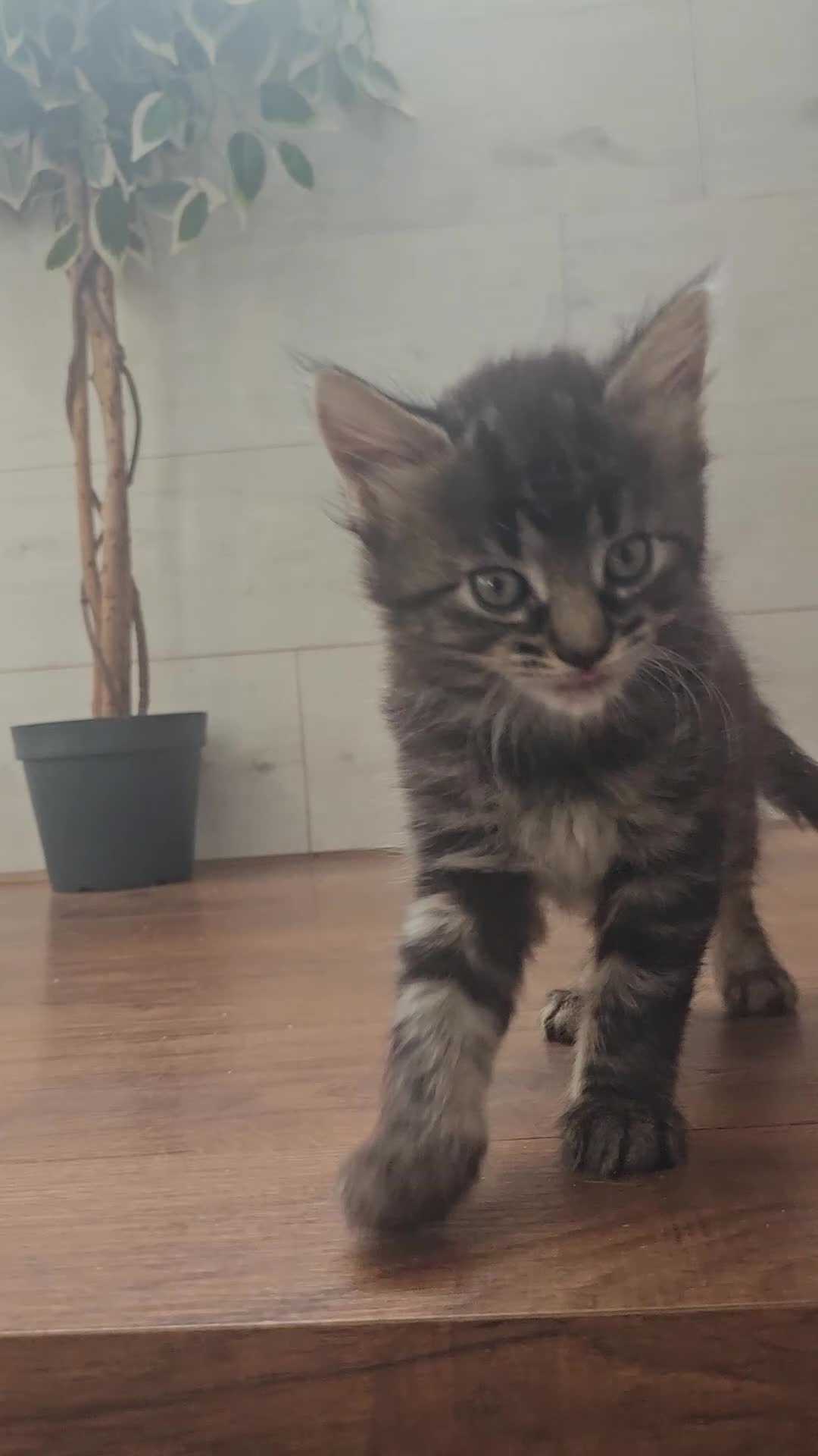 Mixed Breed cats for sale: Kittens for sale - Video 1