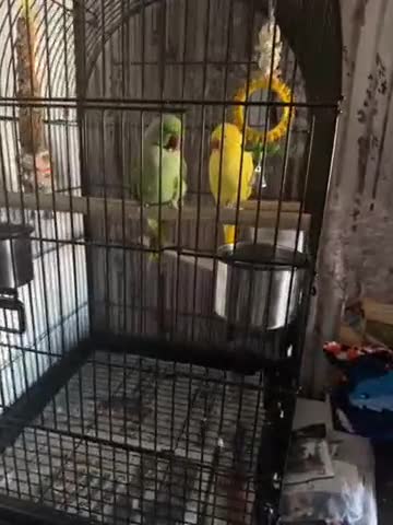 Ringnecks birds for sale: Pair of Indian ring necks  - Video 1