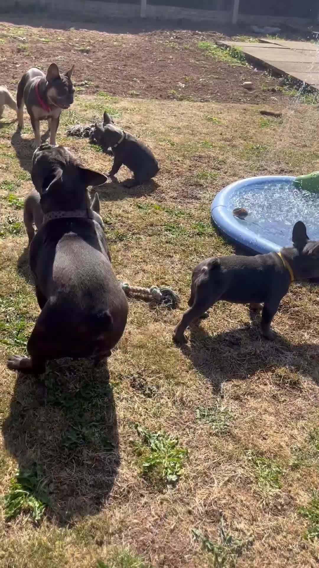 French Bulldog dogs for sale: Fabulous Frenchies ❤️ - Video 2