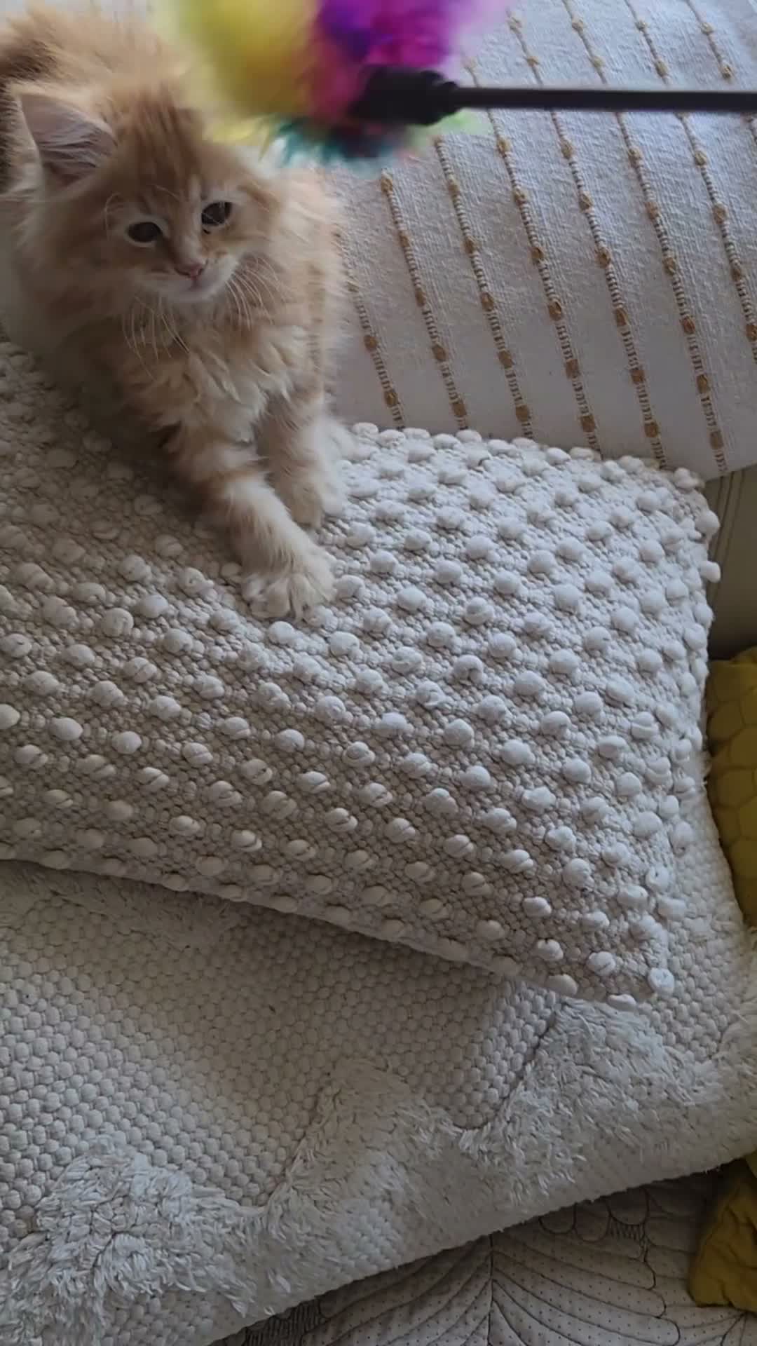 Maine Coon cats for sale: Maine Coon ginger Ready Now!! Absolutely gorgeous! - Video 1