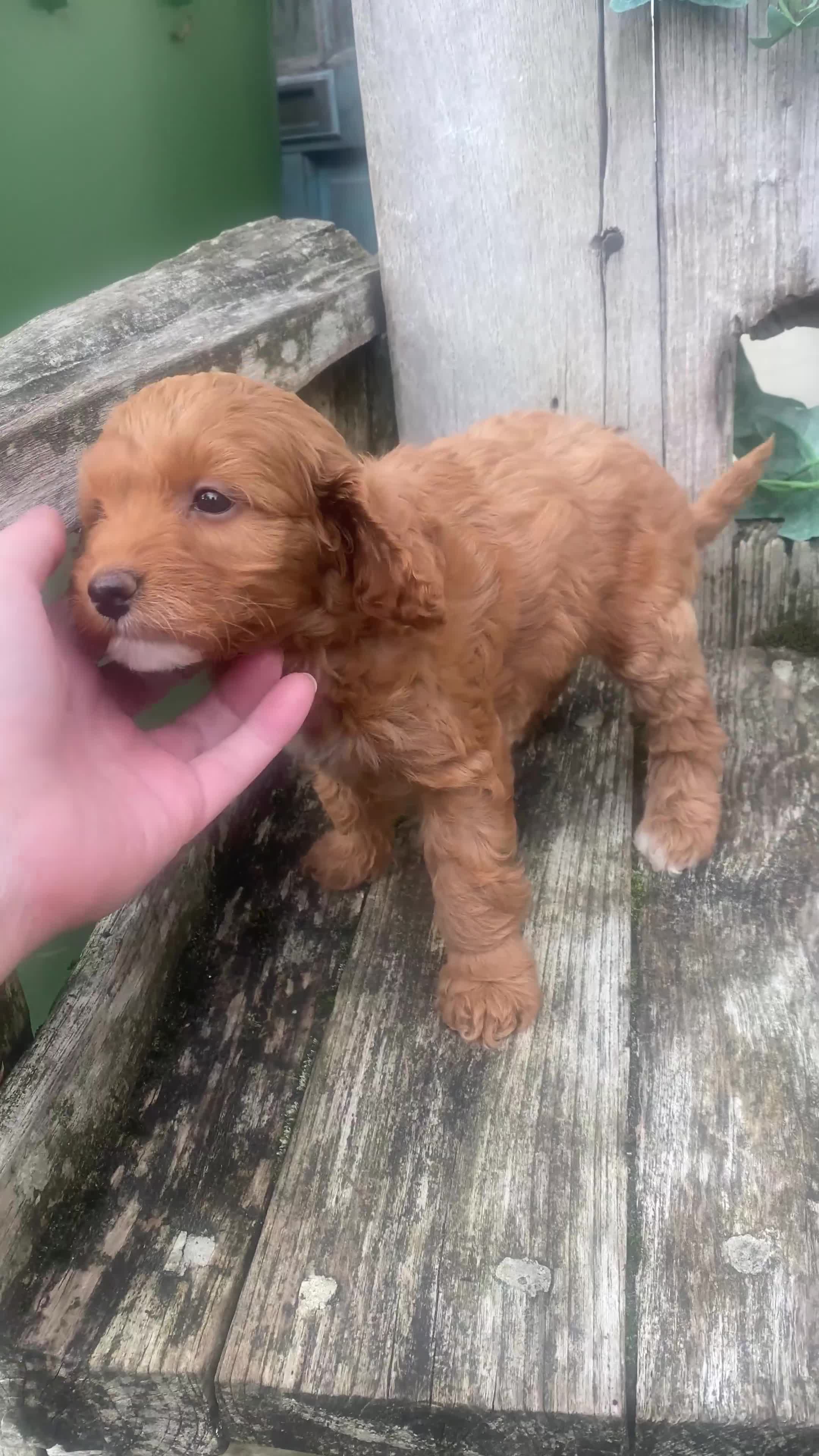Cavapoo dogs for sale: Cottage Cavapoo Puppies  - Video 3