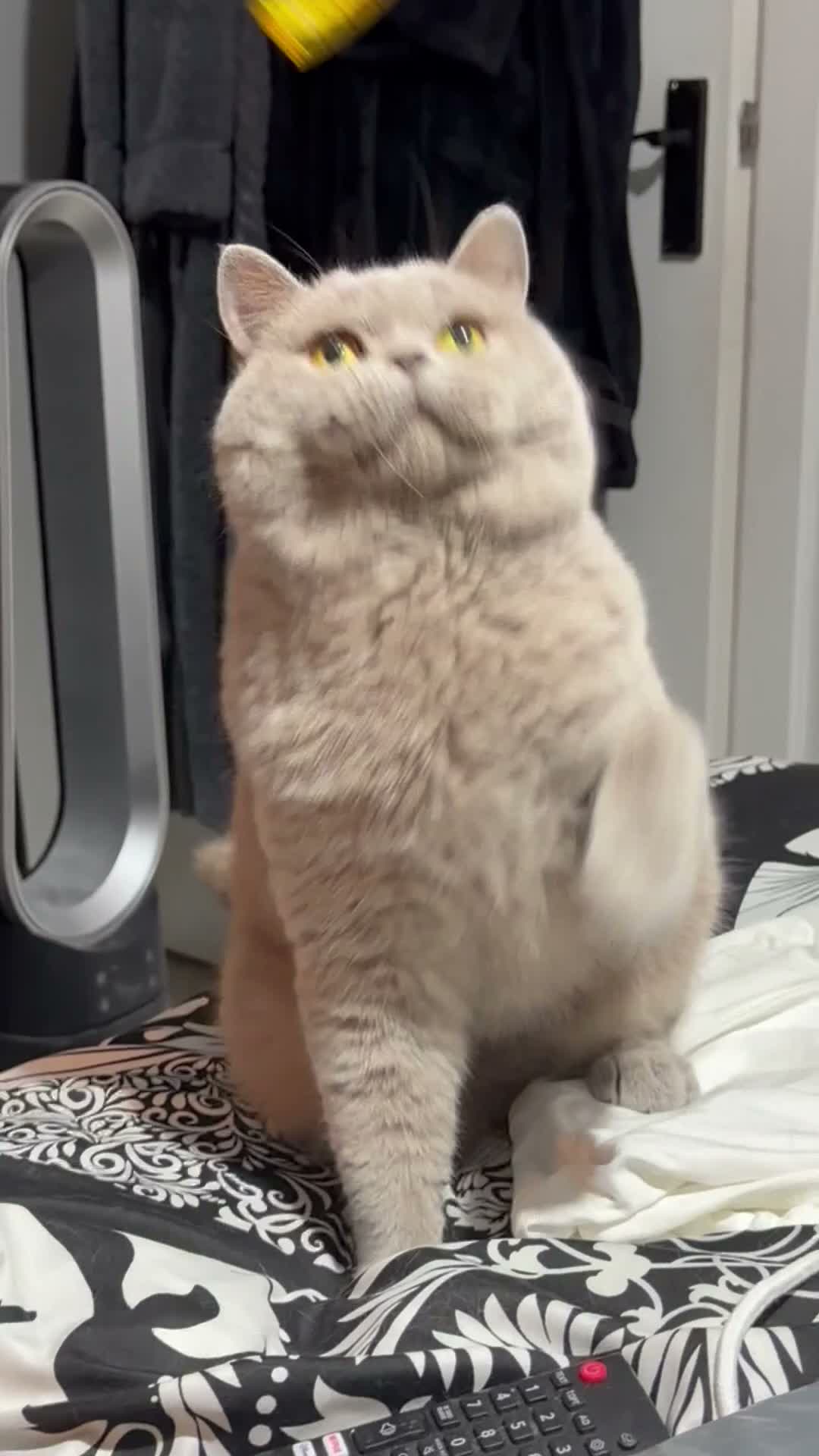 British Shorthair cats for stud: Bexivia Hugo Champion lines at STUD ONLY!  - Video 1