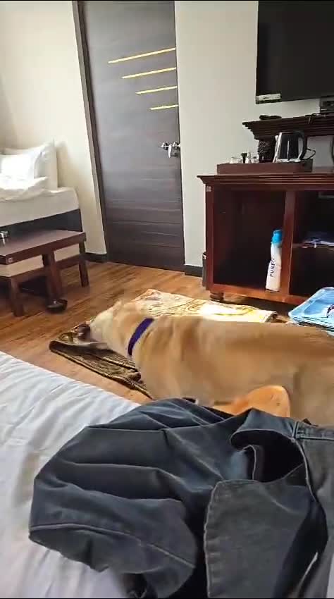 Mixed Breed dogs for sale: Magical Indie Street Dog Coming UK Seeks New Home - Video 3
