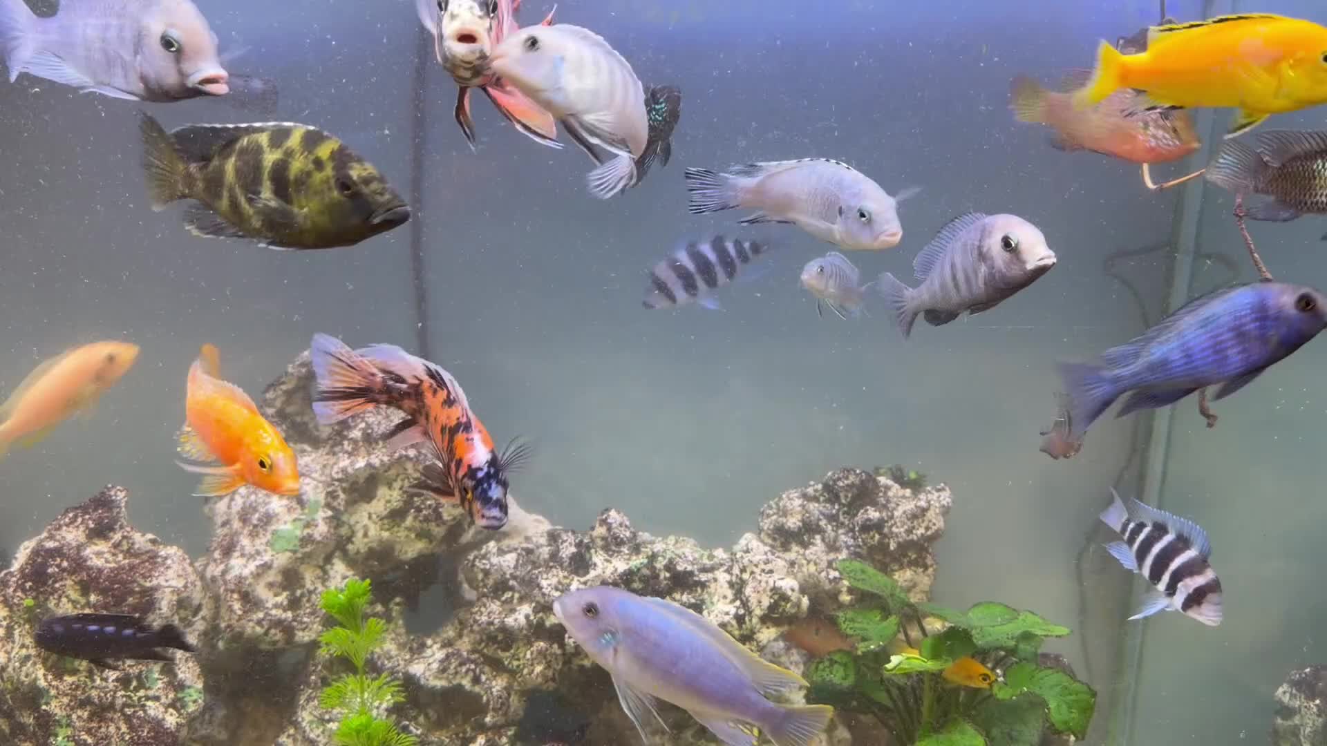 Cichlids fish for sale: Assorted Cichlids, catfish + Crab - Video 3