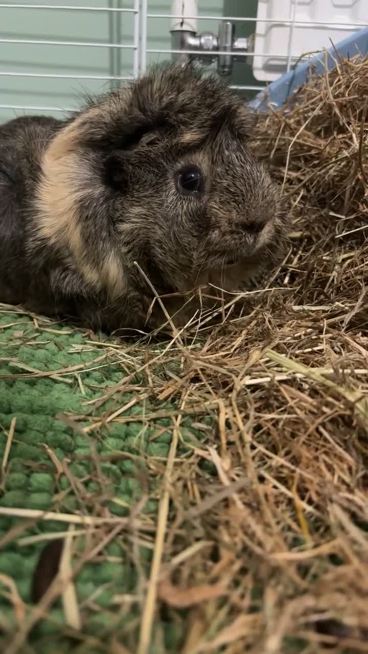 Guinea Pig rodents for sale: Male guinea pig  - Video 1
