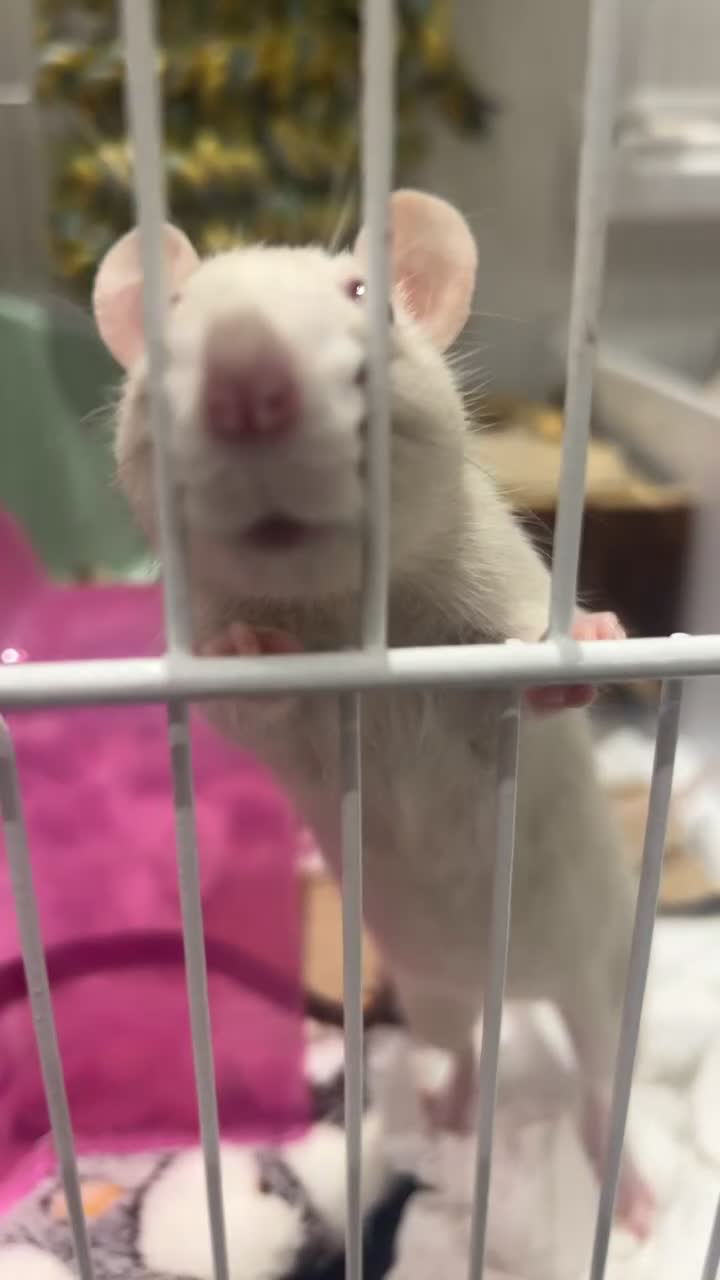 Rat rodents for sale: Benny and biscuit (two fancy rats) - Video 2