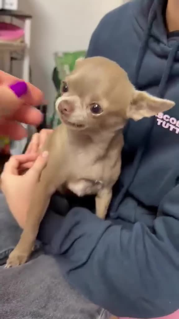 Chihuahua dogs for sale: Stunning lilac adult girl in Buxton - Video 1