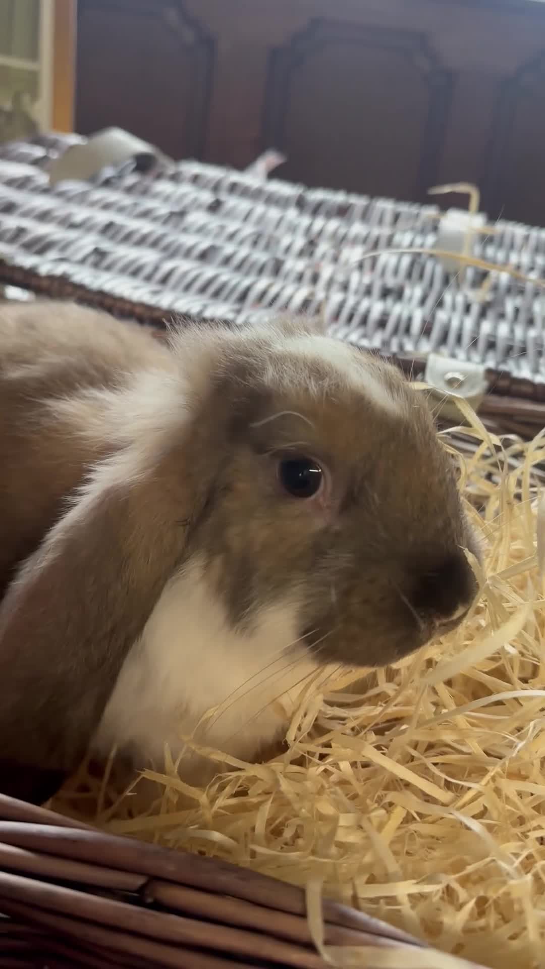 French Lop rabbits for sale: Beautiful baby giant lops - Video 3