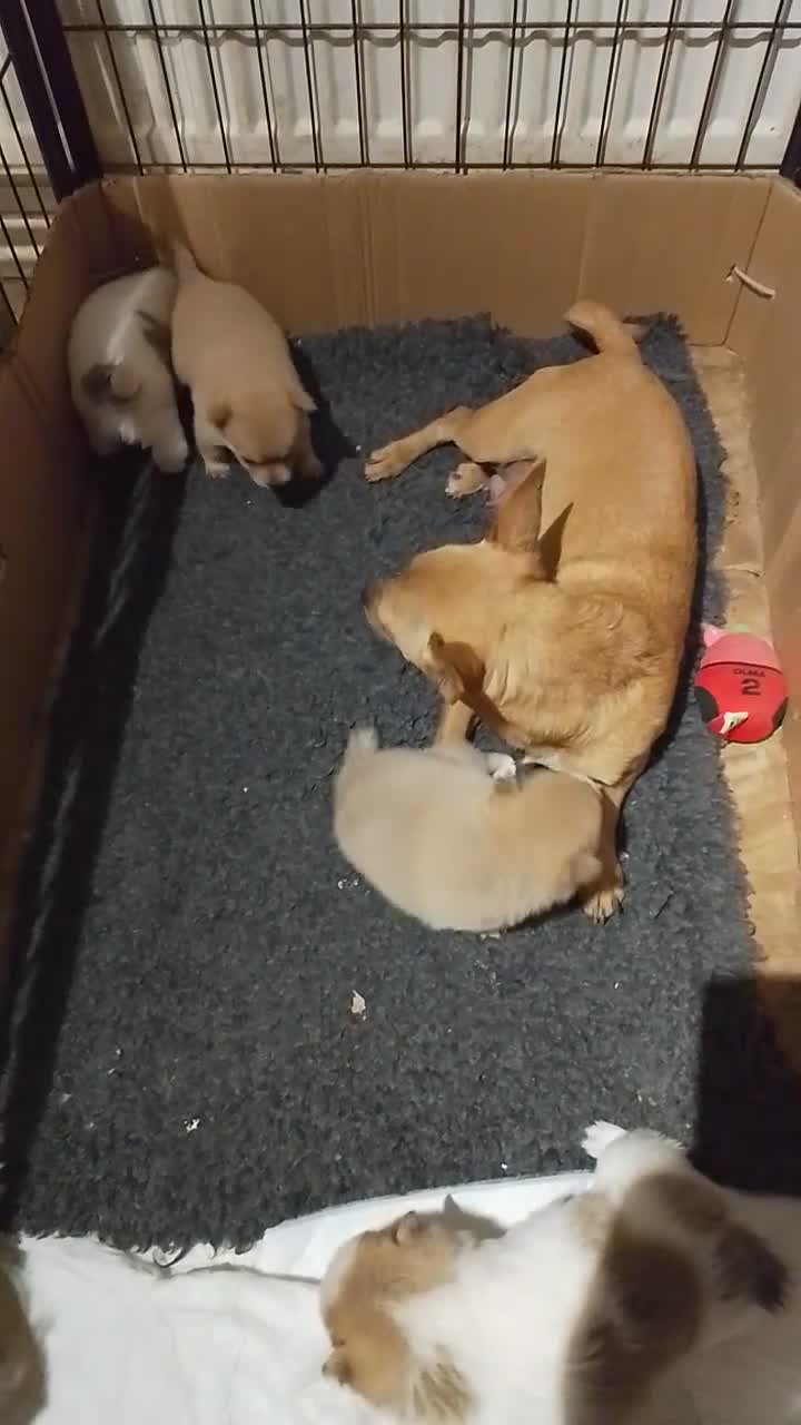 Pomchi dogs for sale: 5 beautiful pomchi puppies for sale - Video 1