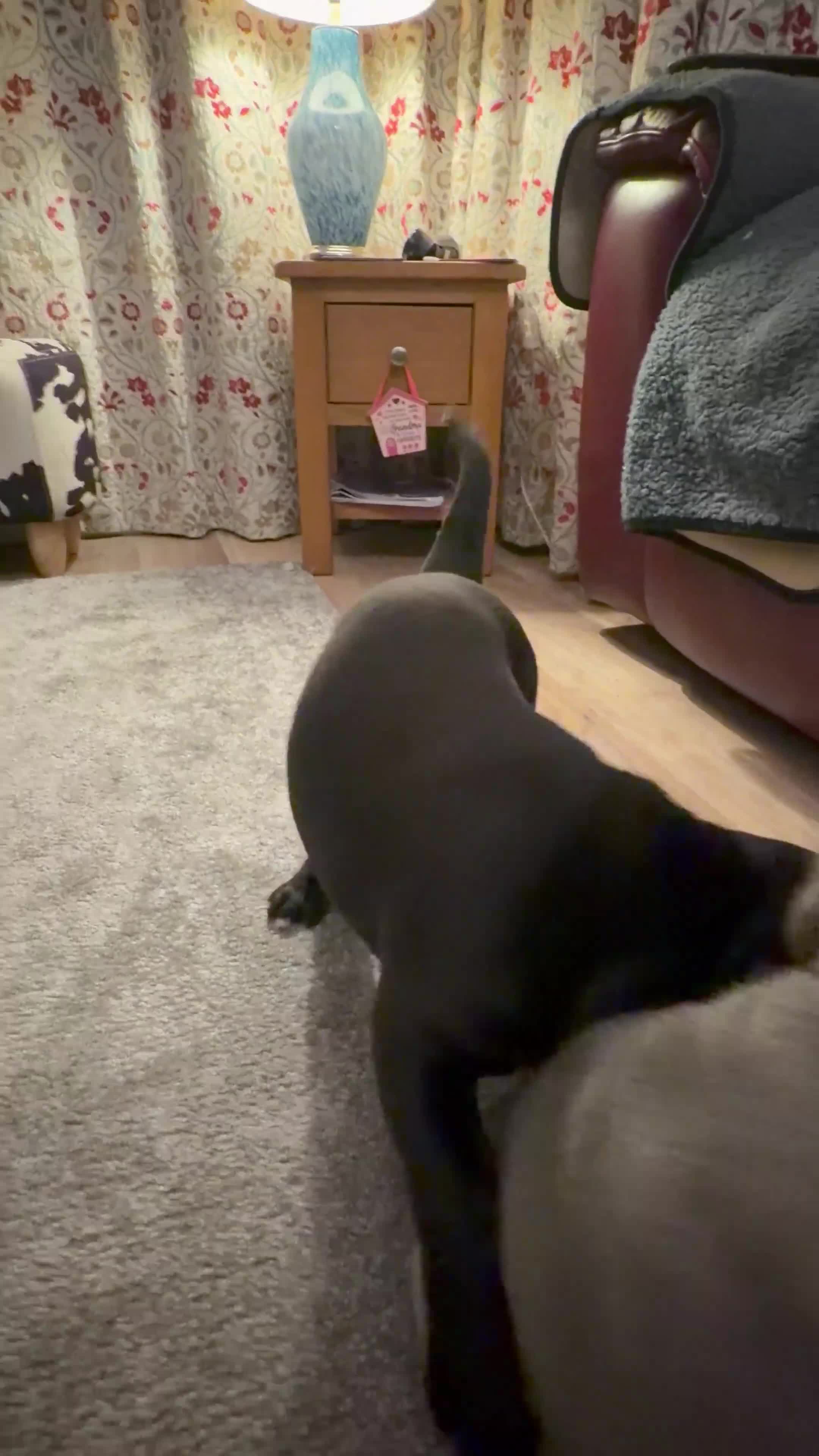 Cane Corso dogs for sale:  Health-Tested Cane Corso Puppies 🐾 - Video 1