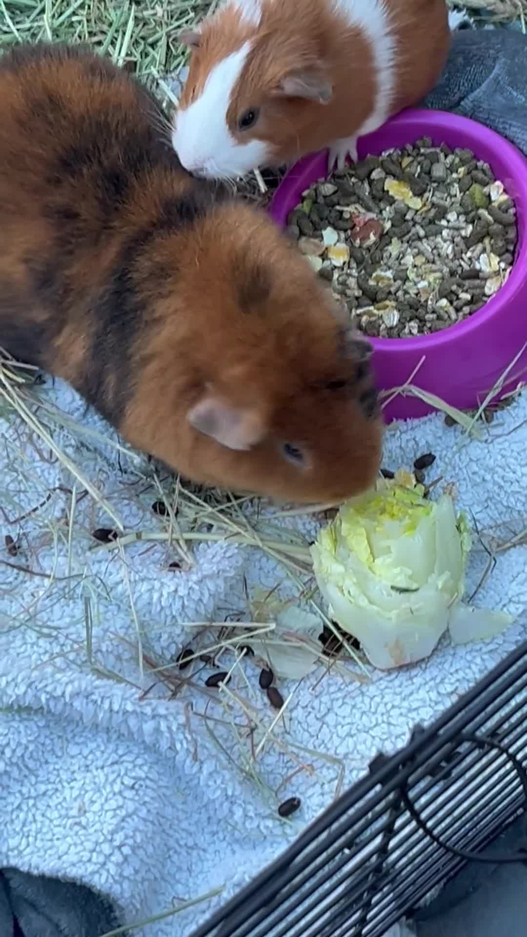 Guinea Pig rodents for sale: Mum & Baby female  - Video 1