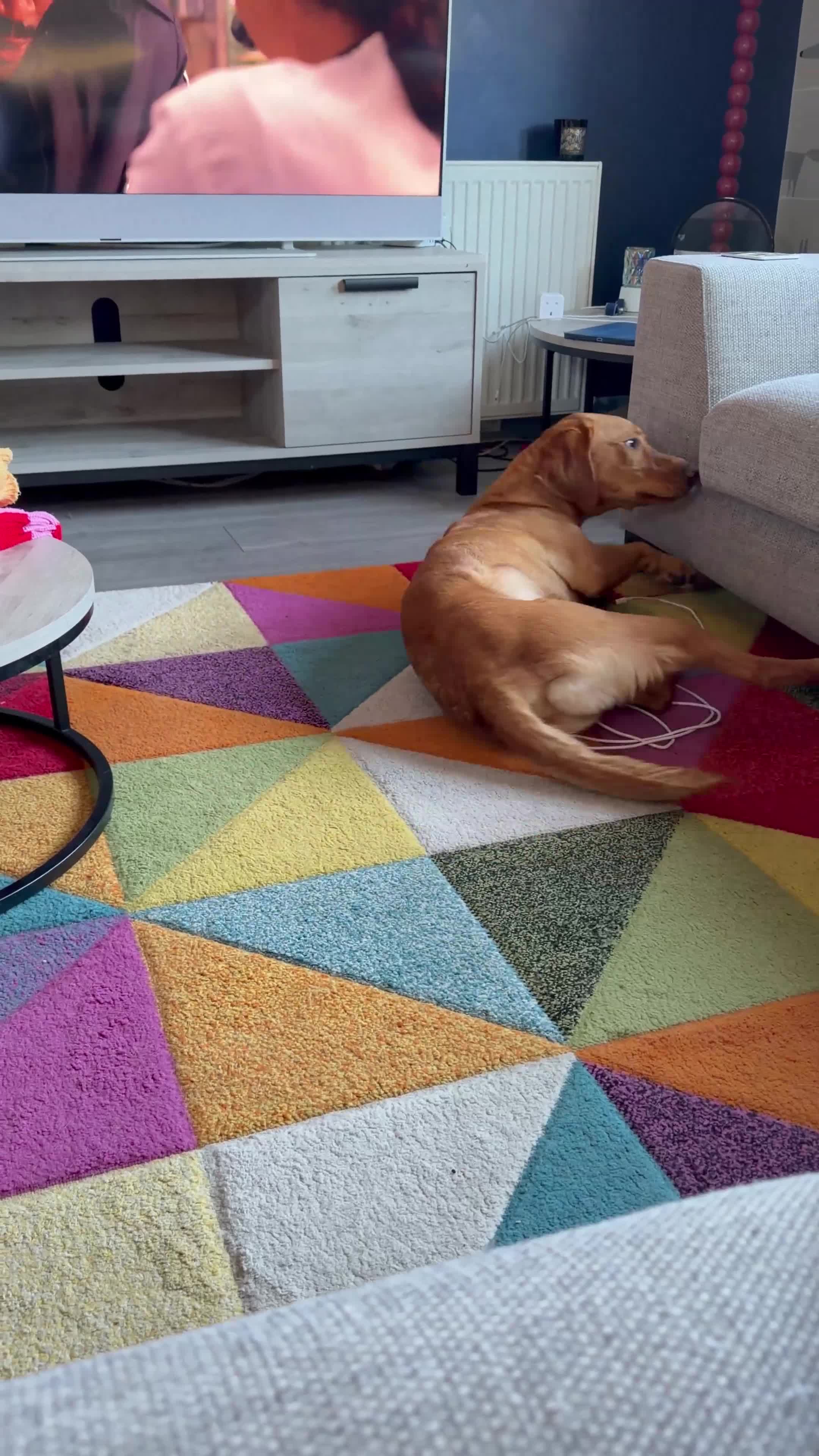 Labrador Retriever dogs for sale: Loving Home Needed for 4-Year-Old Fox Red Labrador in Dornoch - Video 1