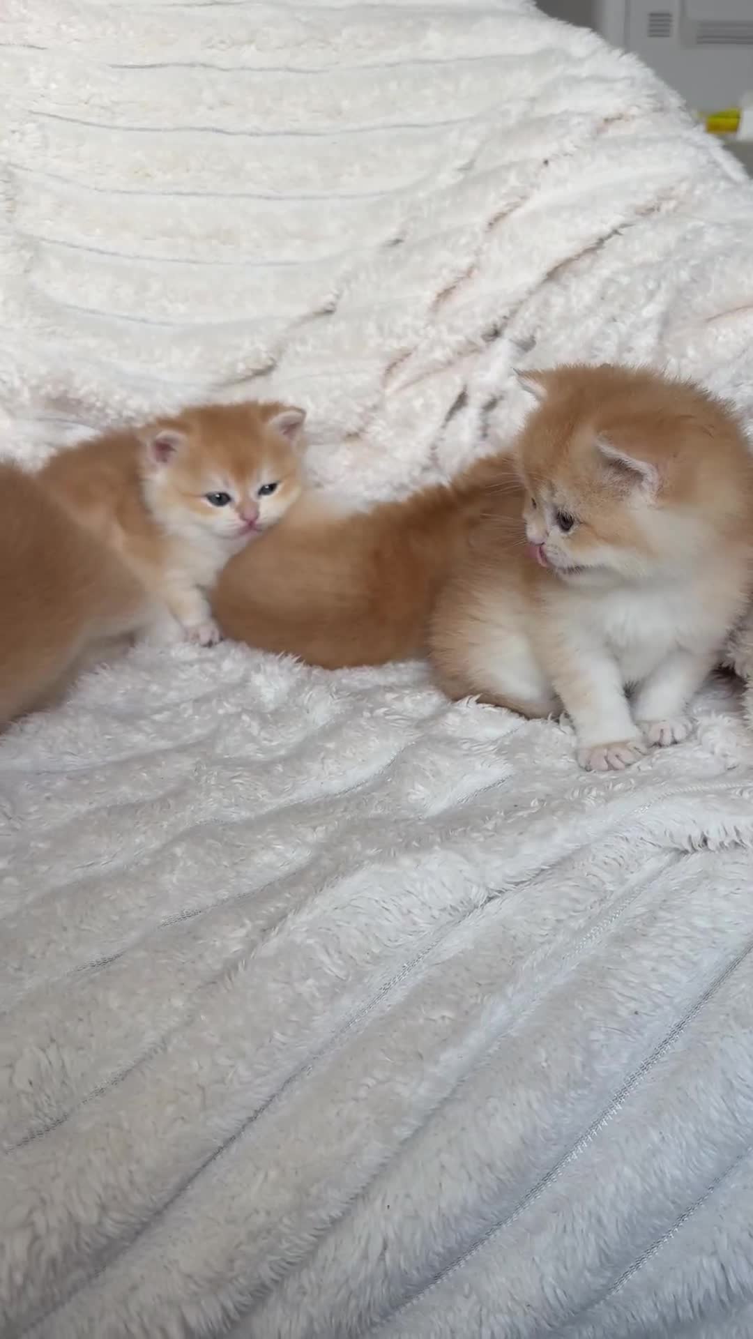 British Shorthair cats for sale: 🧡 Exceptional golden British shorthair kittens 🧡 - Video 1