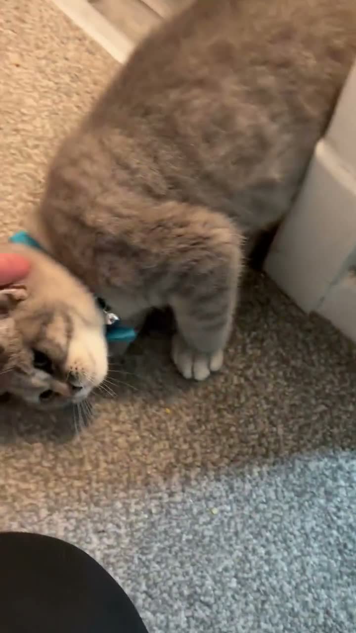 Scottish Fold cats for sale: Beautiful Scottish straights READY NOW  - Video 1