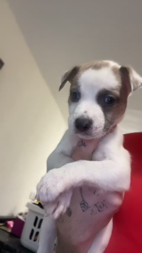 Mixed Breed dogs for sale: belgian malinois  X whippets  - Video 2