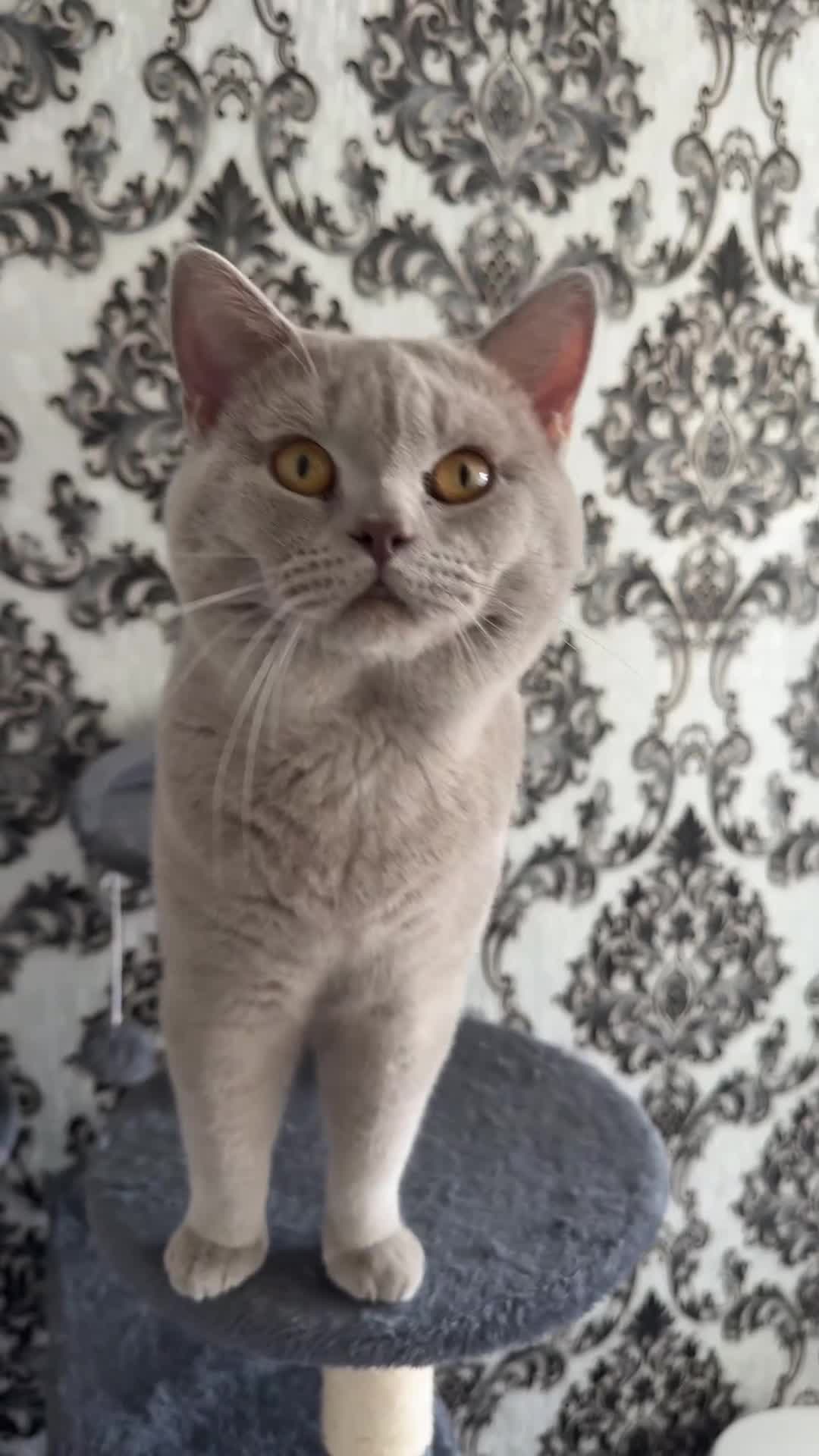 British Shorthair cats for stud: Lilac British shorthair male - Video 1