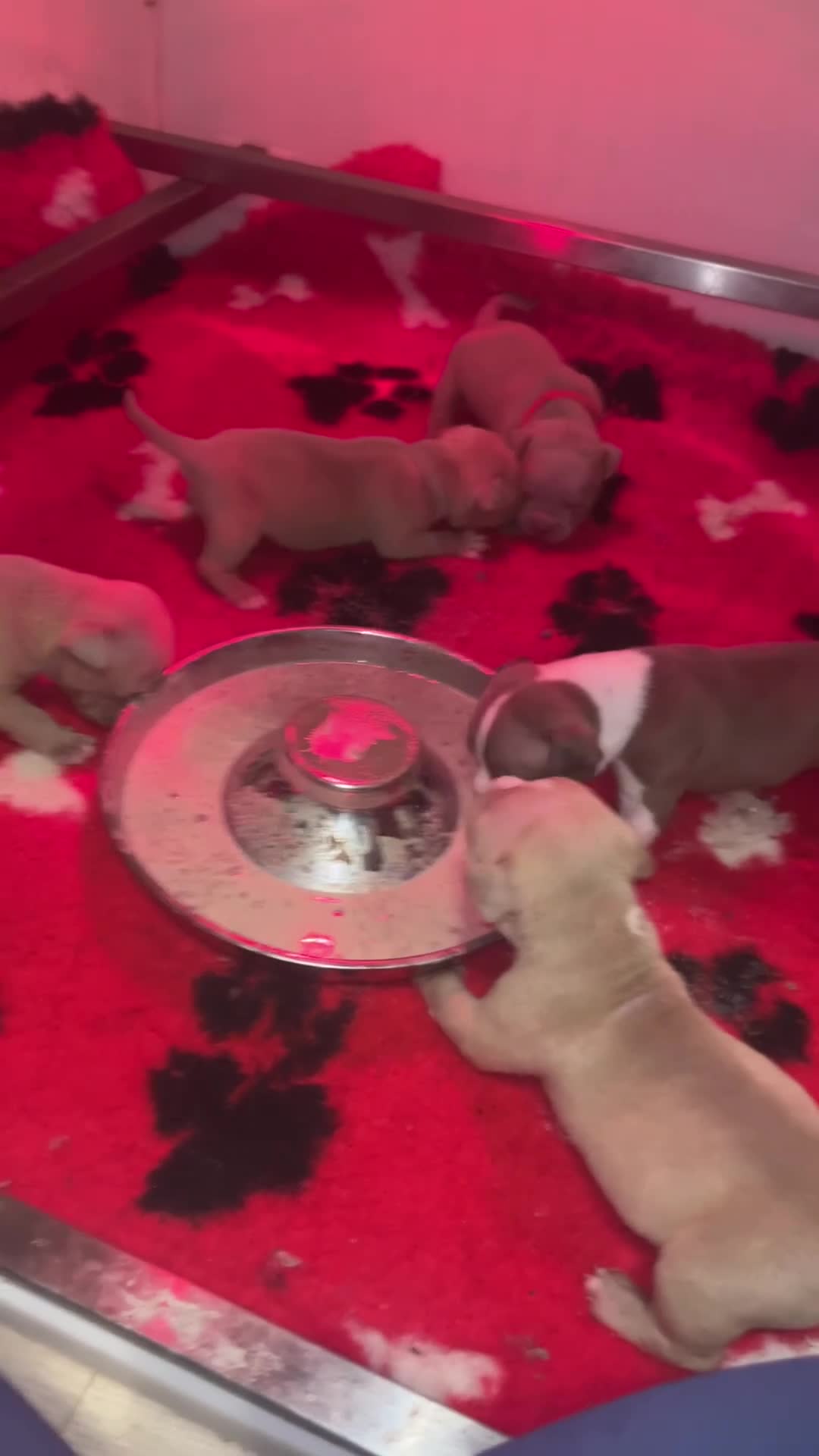 American Bully dogs for sale: Lushion x LaGerza Pocket Bully Puppies  - Video 1