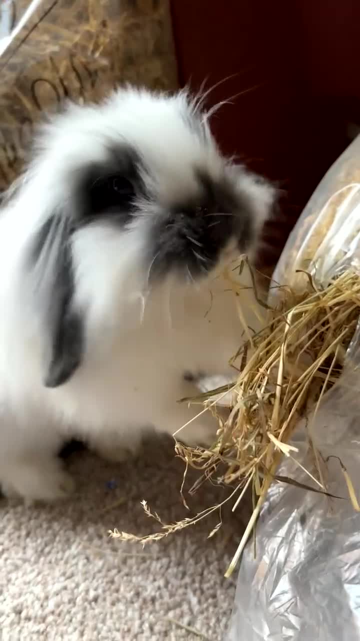 English Lop rabbits for sale: Two mini lop rabbits  - Video 1