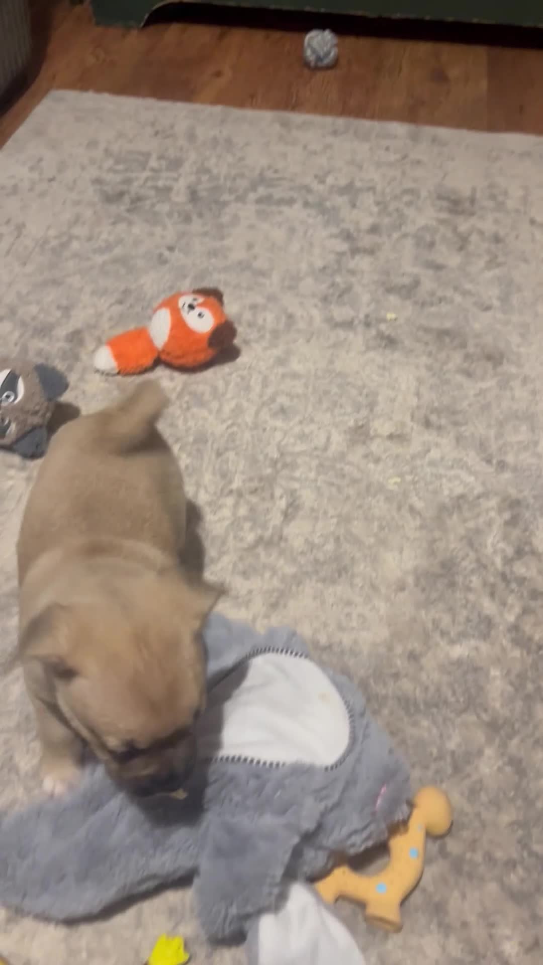 Mixed Breed dogs for sale: Gorgeous puppies - Video 1