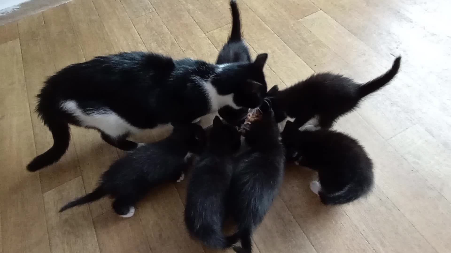 Mixed Breed cats for sale: Kittens  in Wolverhampton - Video 1