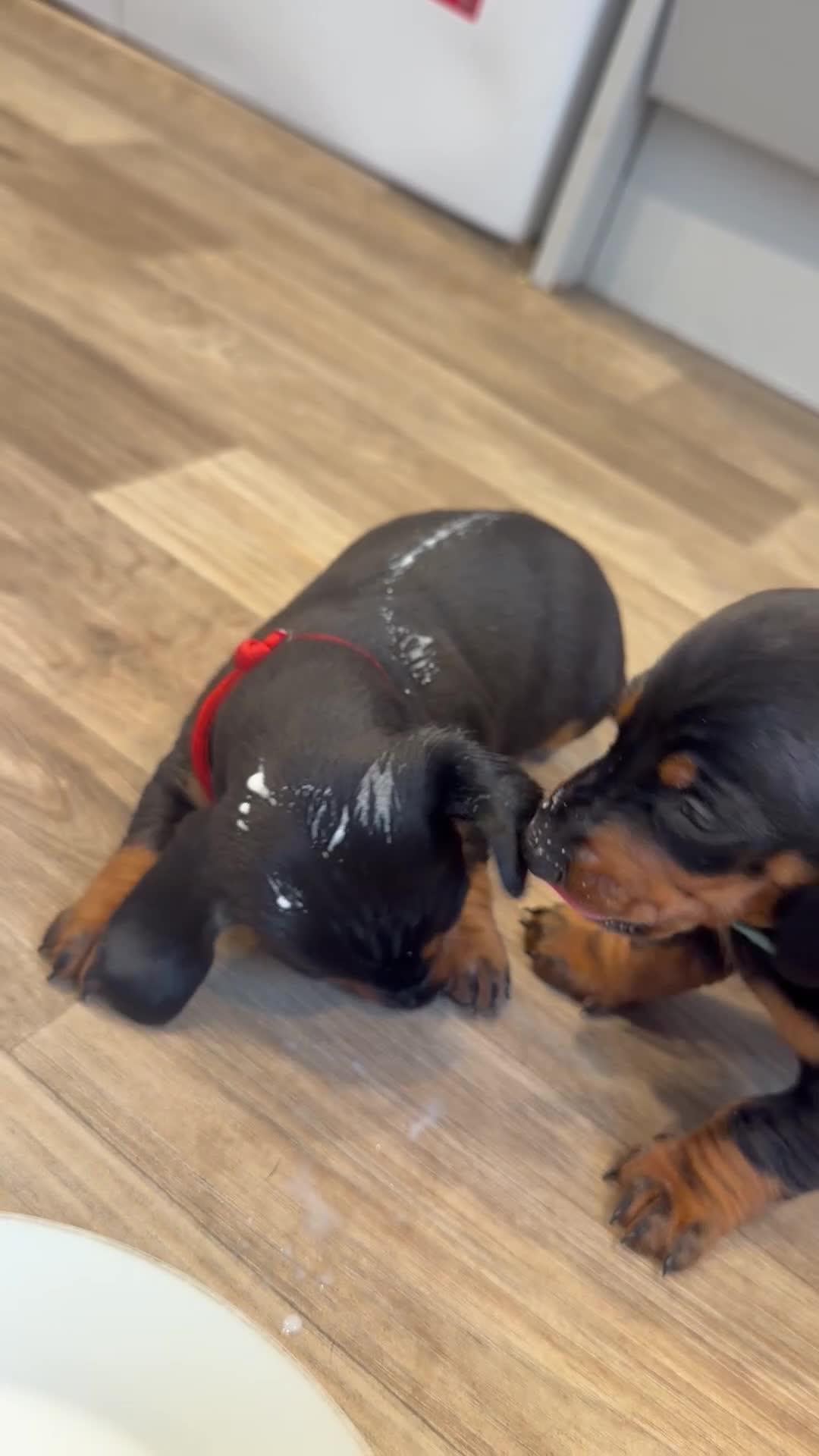Dachshund dogs for sale: Standard Dachshunds Glasgow - Video 3