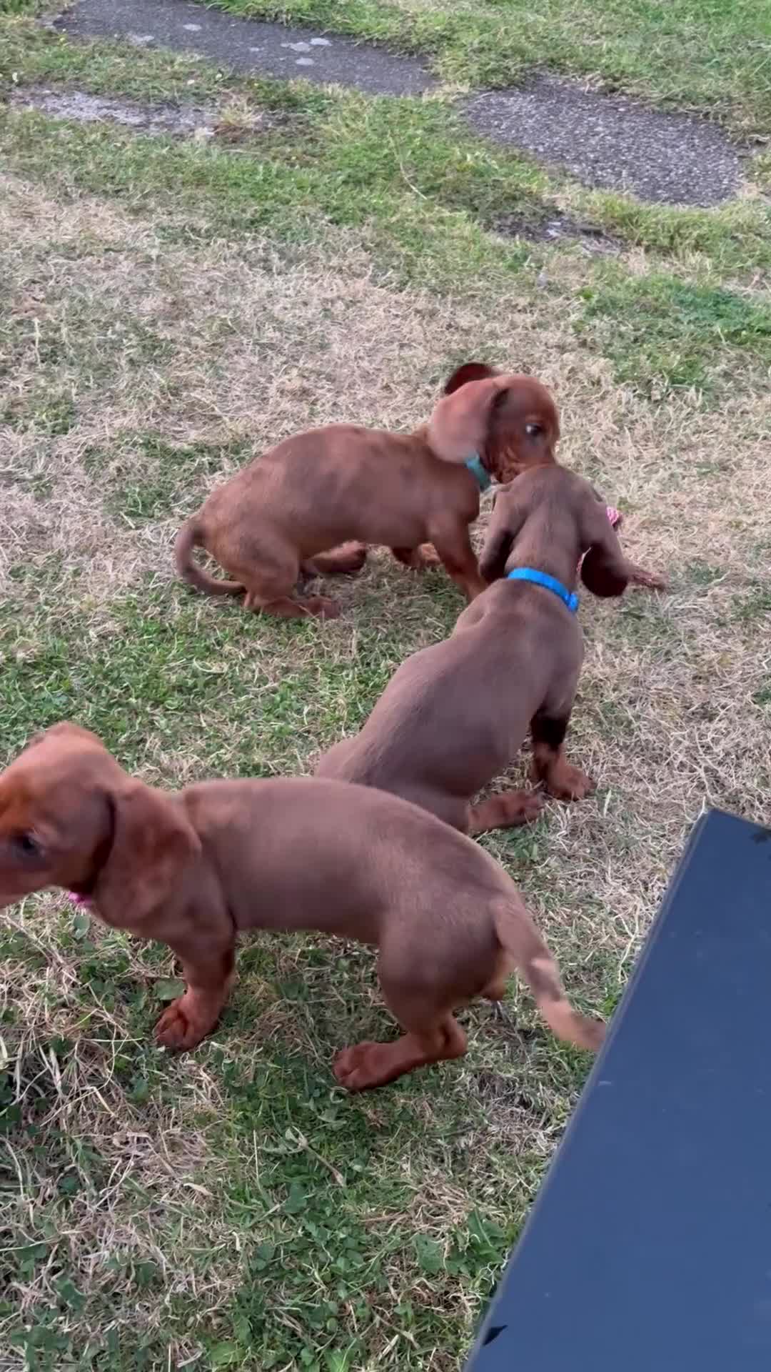 Miniature Dachshund dogs for sale: Stunning KC Miniature Dachshunds - Video 1