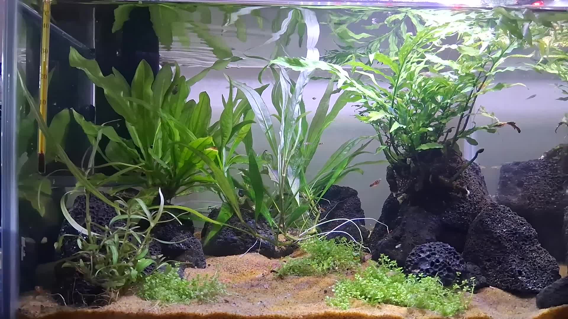 Platies fish for sale: Platy fry for sale - Video 1