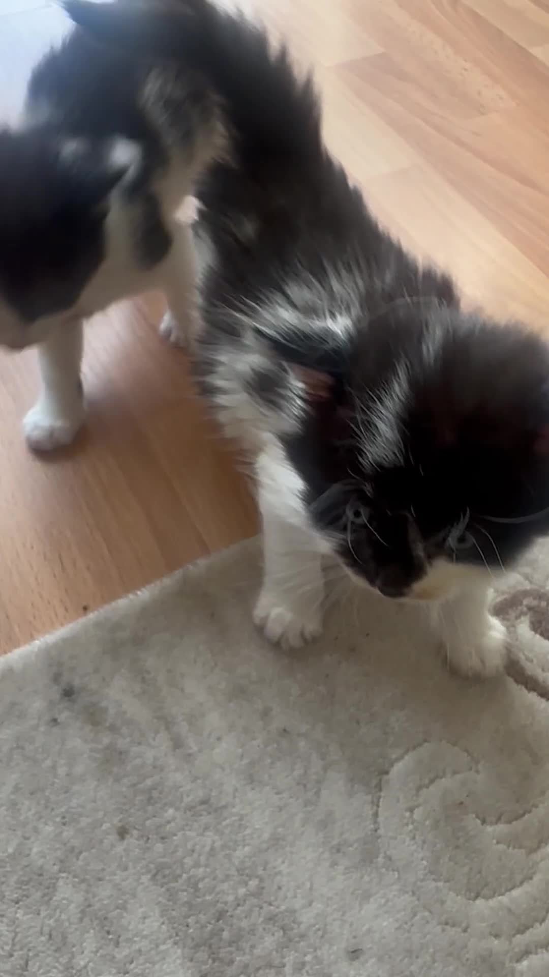 Ragdoll cats for sale: Beautiful ragdoll x British long hair kittens sale - Video 2