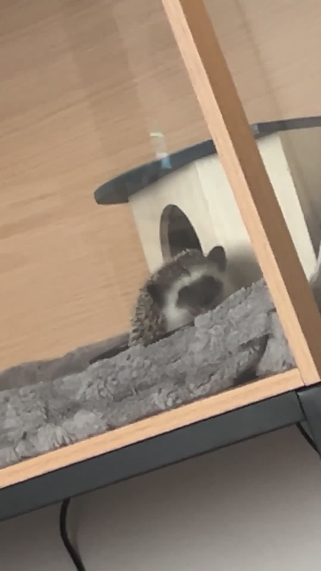 Pygmy Hedgehog rodents for sale: African Pygmy hedgheog + enclosure  - Video 1