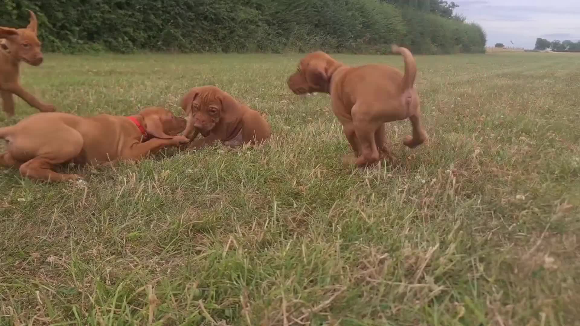 Hungarian Vizsla dogs for sale: Hungarian Vizsla - Video 1