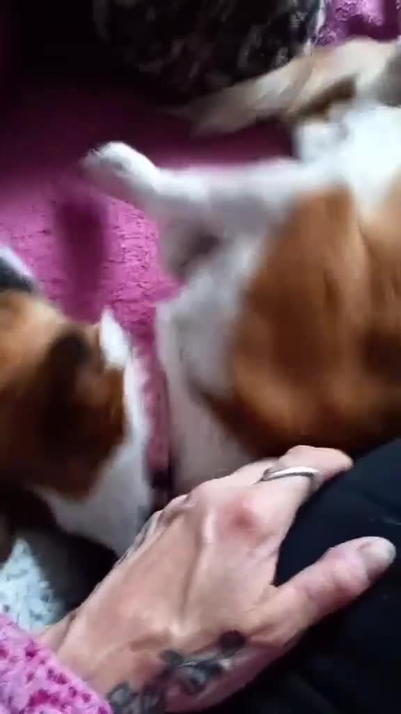 Mixed Breed dogs for adoption: Adorable little Tina needs a forever home  - Video 1