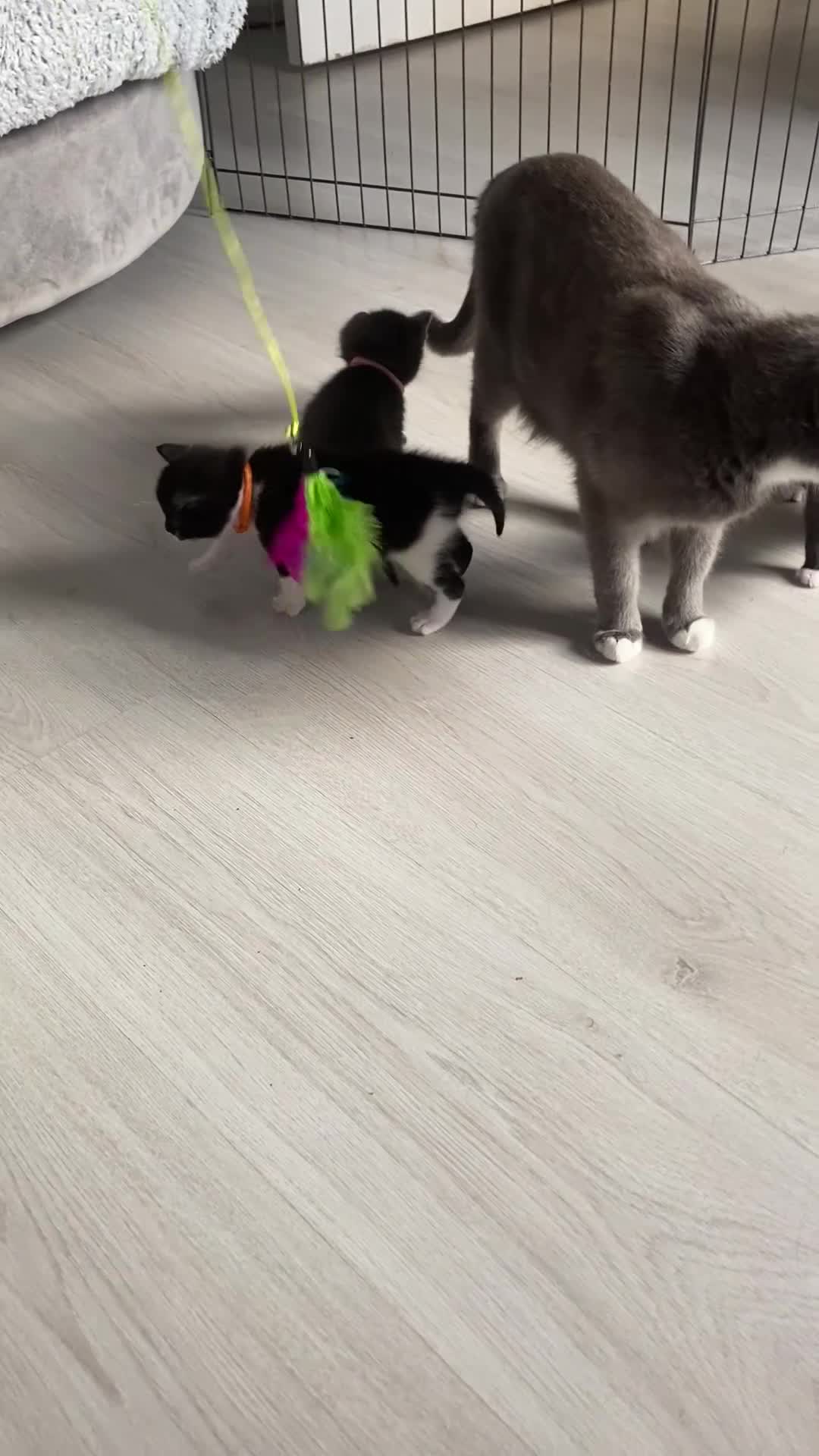 Mixed Breed cats for sale: Adorable playful kittens - Video 1