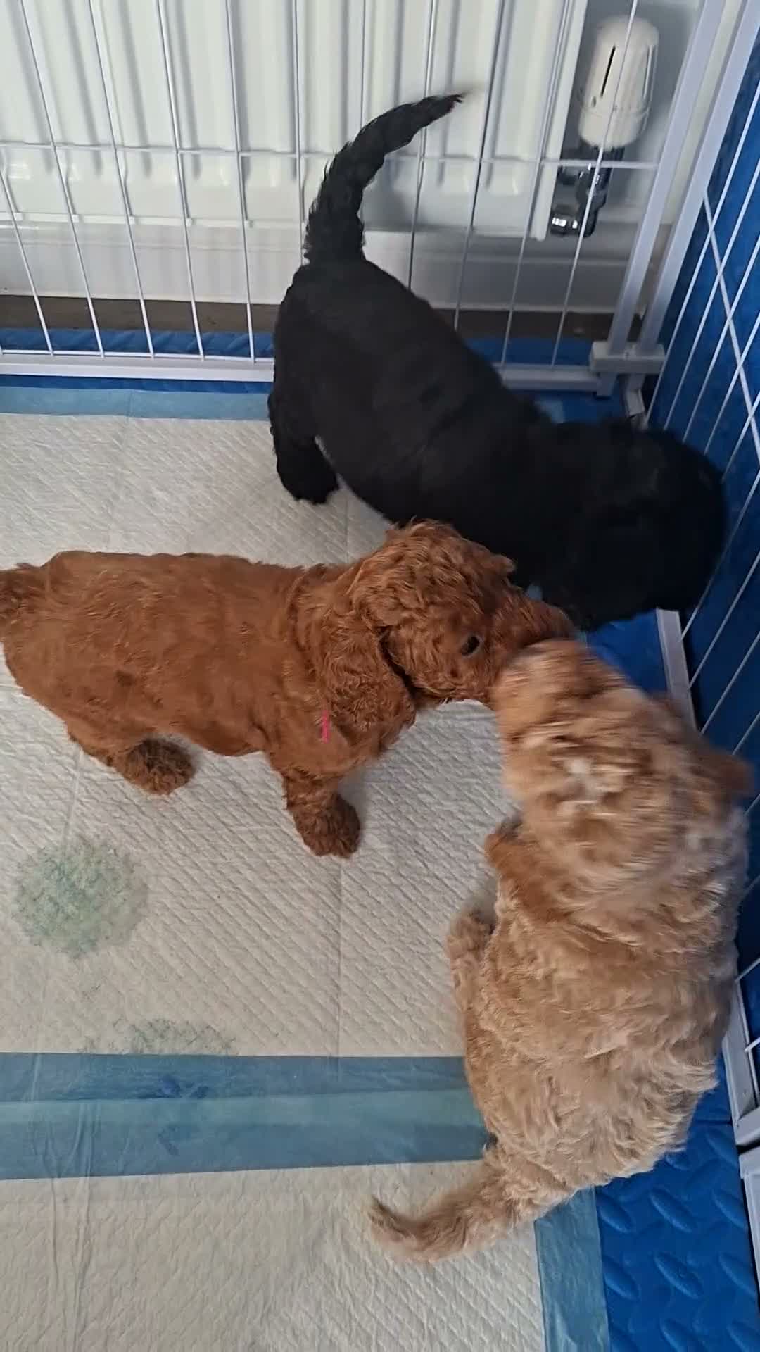 Cockapoo dogs for sale: Stunning Rainbow Litter of Cockapoo Puppies - Video 3