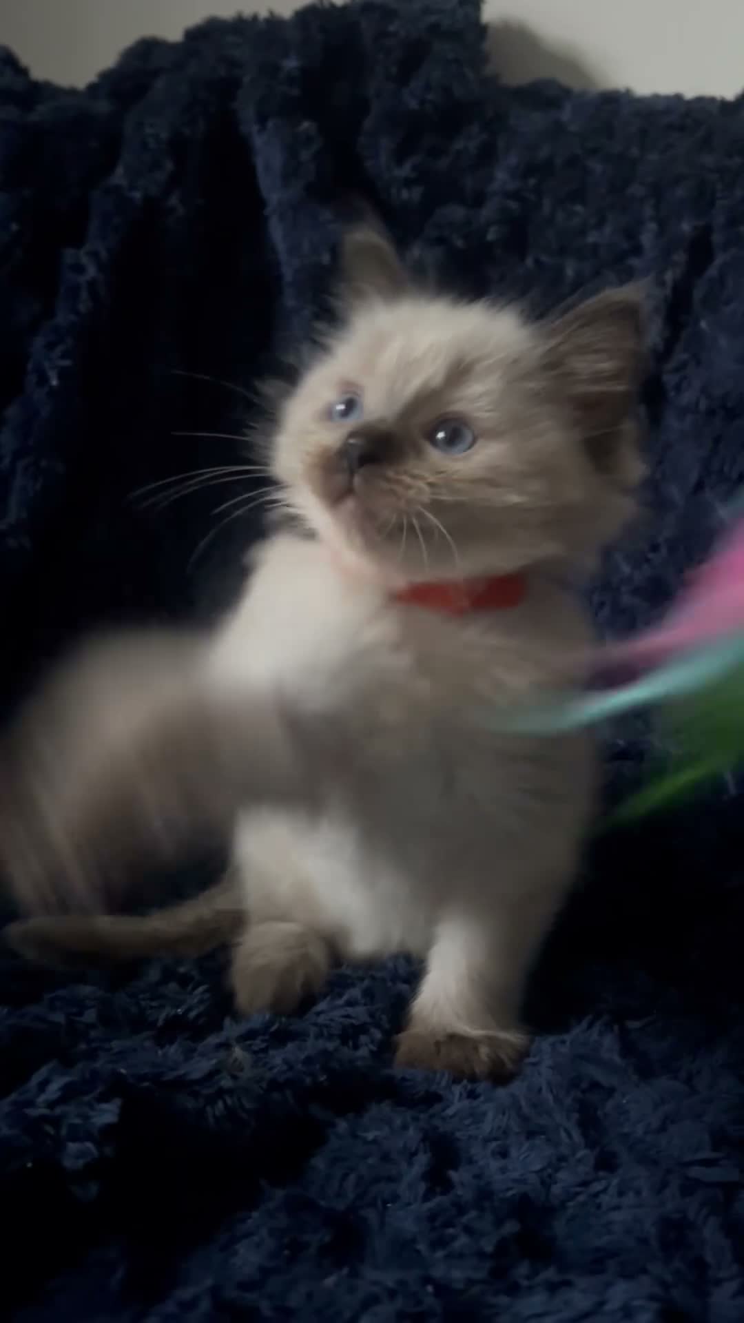 Ragdoll cats for sale: 3 beautiful Ragdoll boys looking for loving home💙 - Video 3