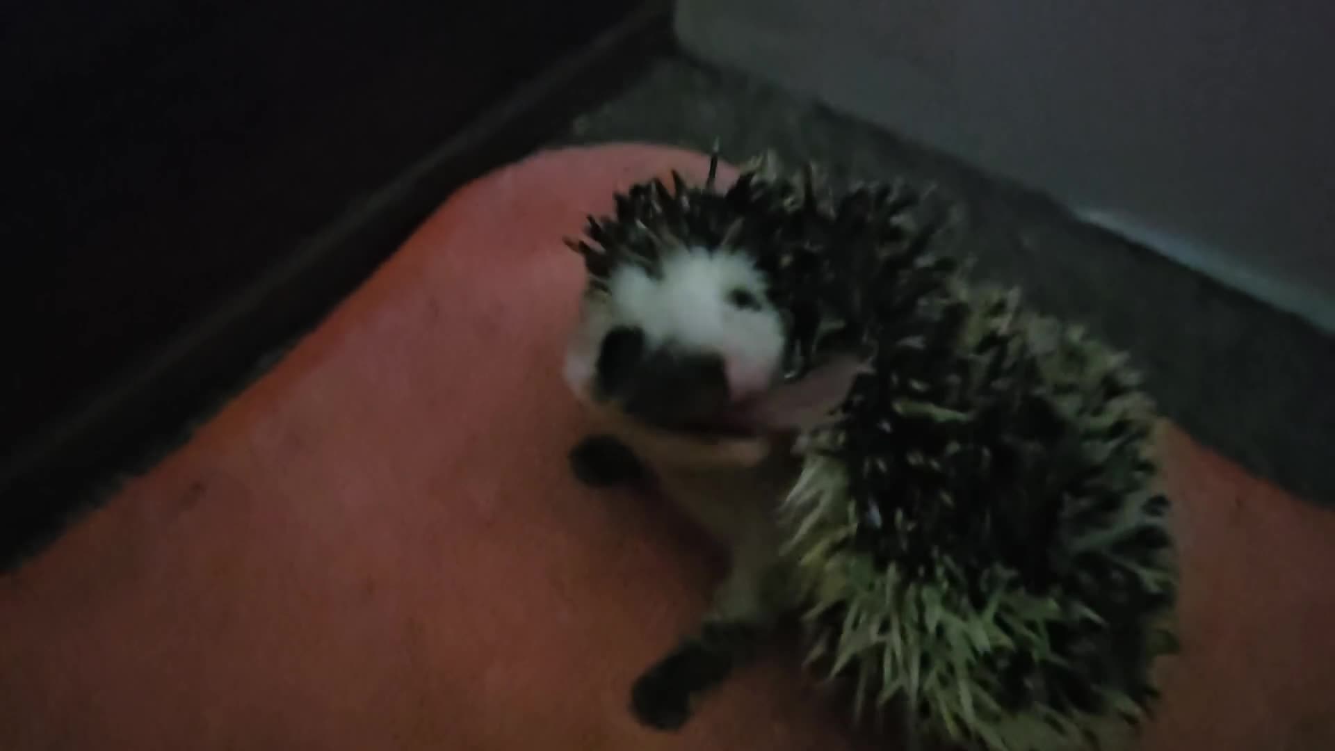Pygmy Hedgehog rodents for sale: Domino SOLD - Video 1