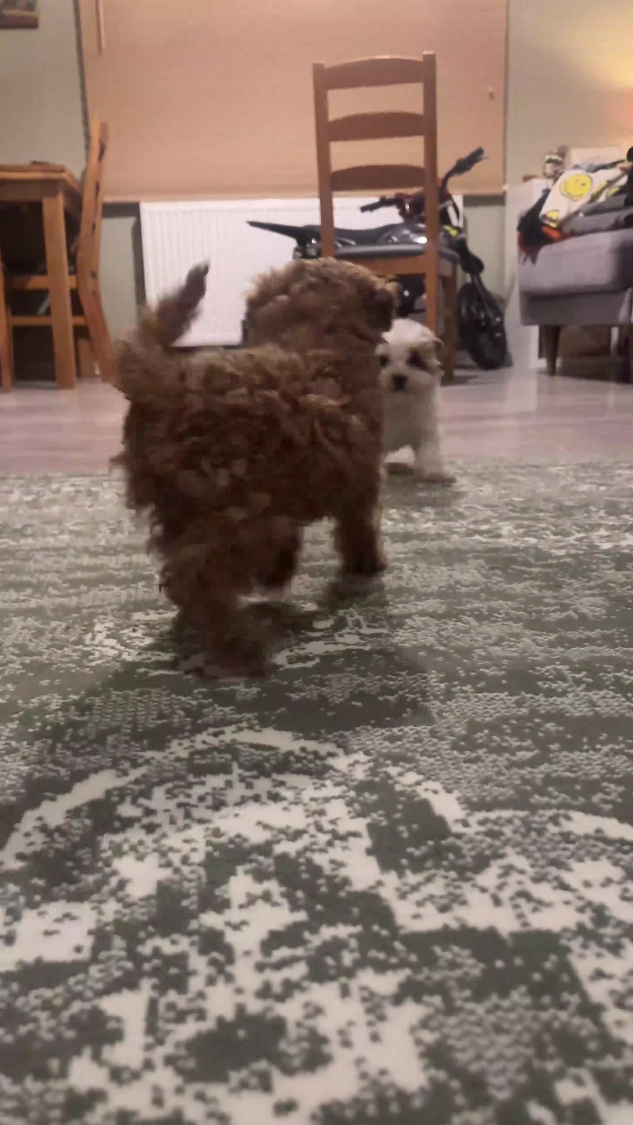 Maltipoo dogs for sale: 2 Maltipoo puppies looking for forever homes - Video 2