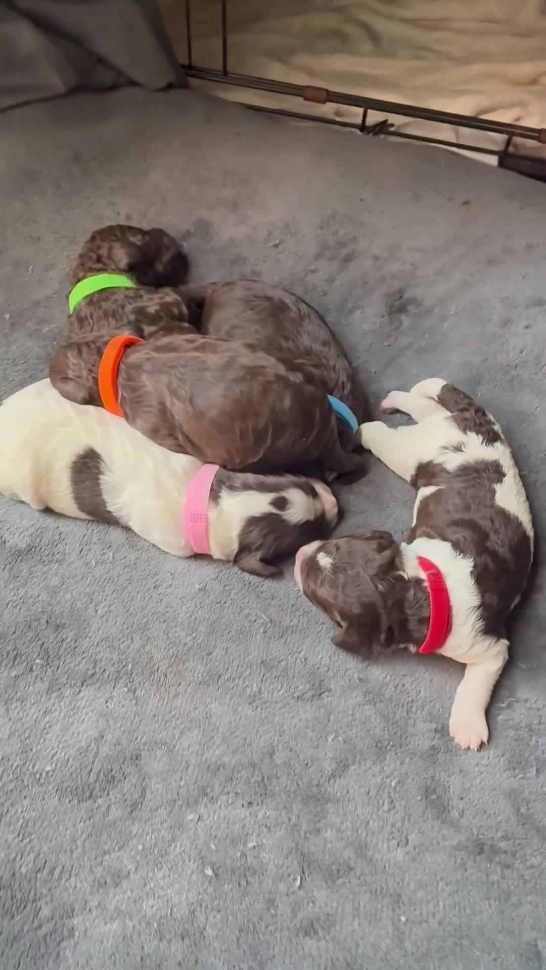 Sproodle dogs for sale:  Gorgeous F2 Sproodle Puppies – Family Raised  - Video 1