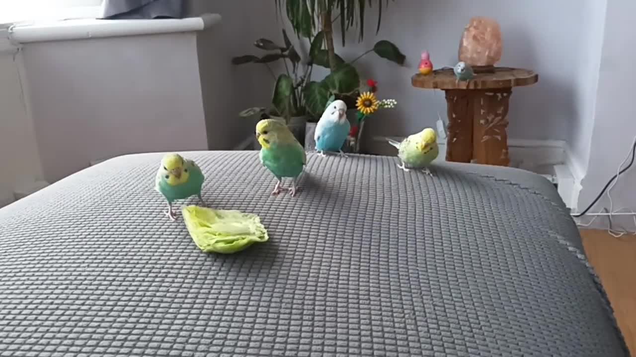 Budgerigars birds for sale: Baby budgies for sale - Video 1