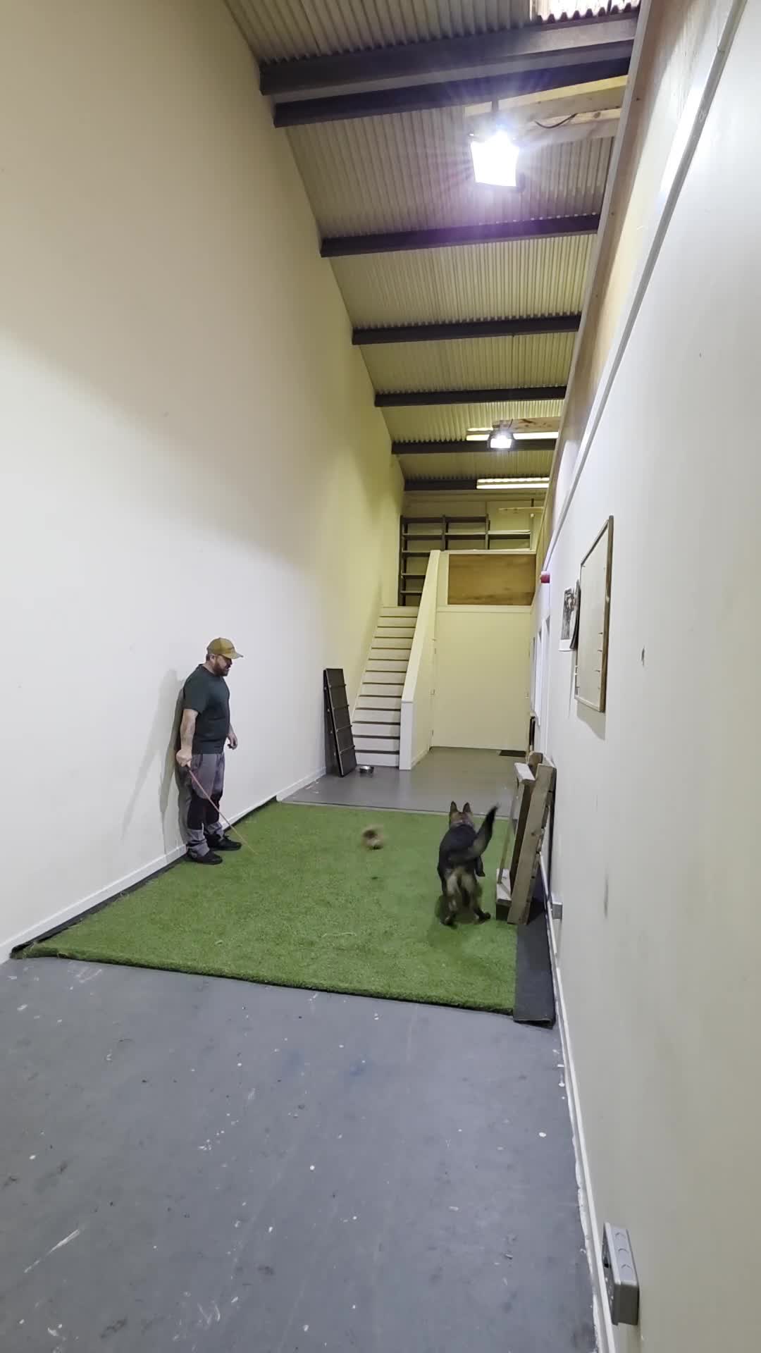 German Shepherd dogs for sale: ALPHA K9 - WORKING LINE GERMAN SHEPHERD - Video 1