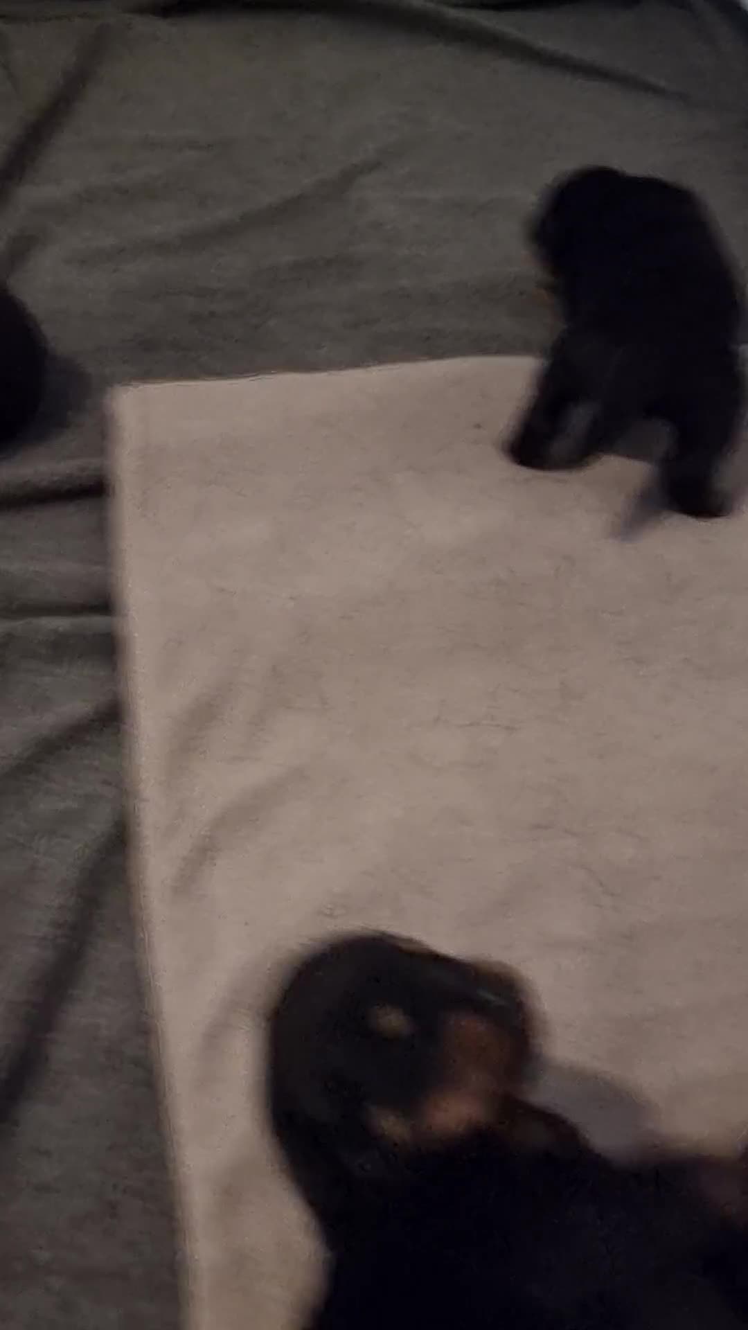 Rottweiler dogs for sale: Rottweiler  - Video 1