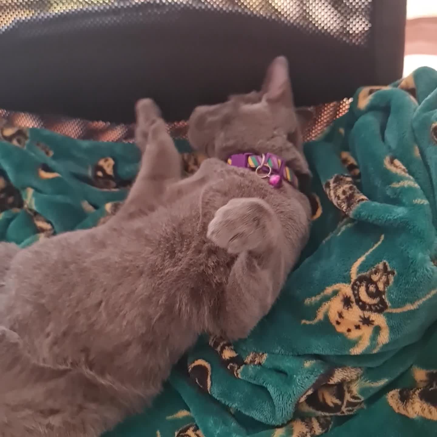 Russian Blue cats for sale: Quality Russian Blue male kitten in Hayes - Video 1