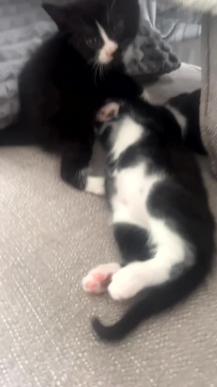 Mixed Breed cats for sale: beautiful kittens  - Video 1