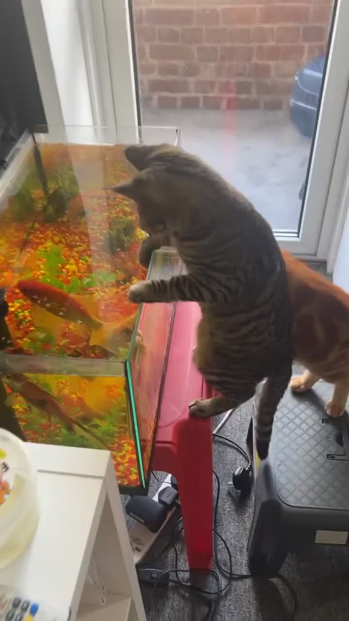 Bengal cats for sale: Those are two adult cat  - Video 3