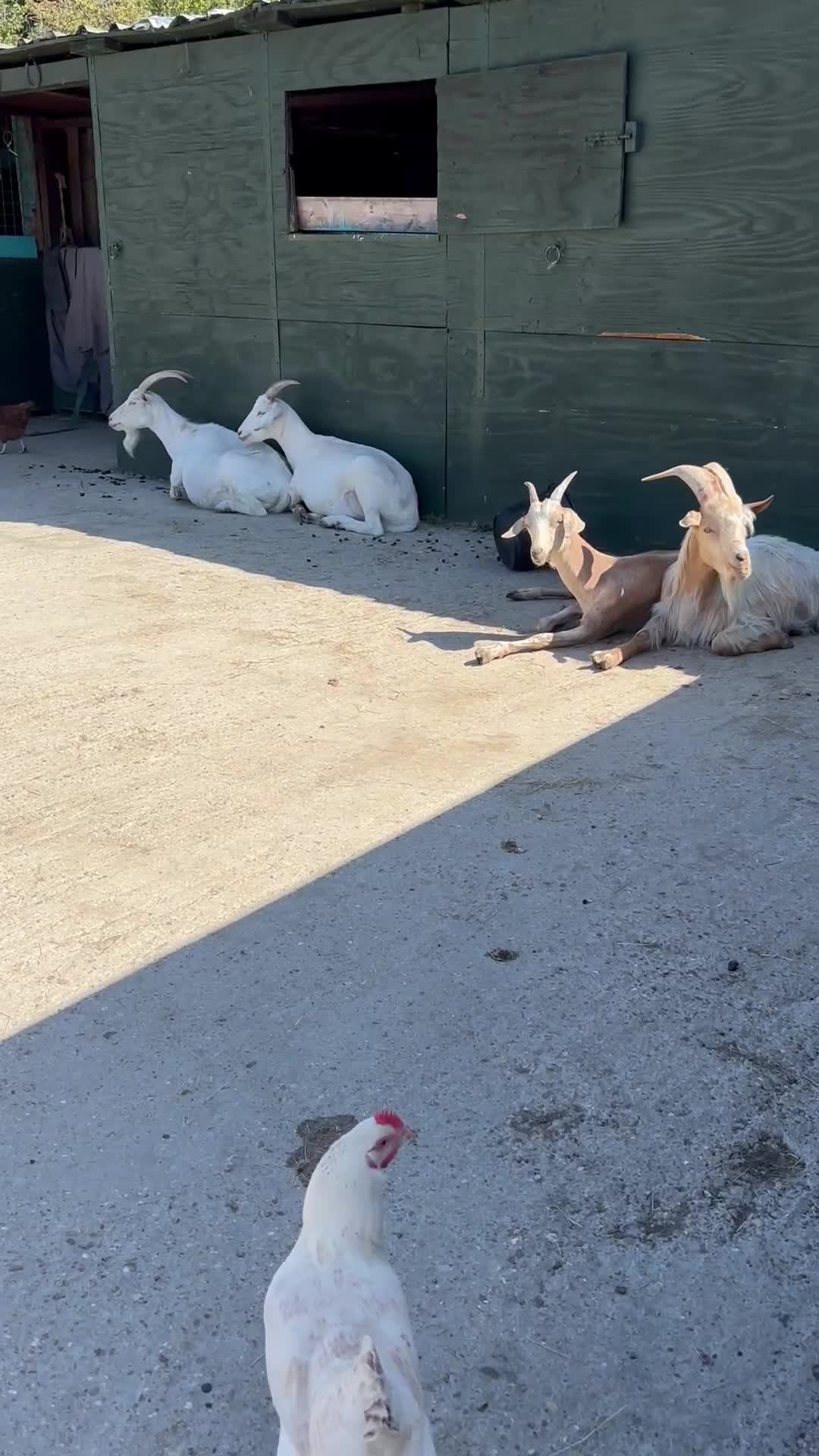 Goats livestock for sale: Goat family for Sale. - Video 2