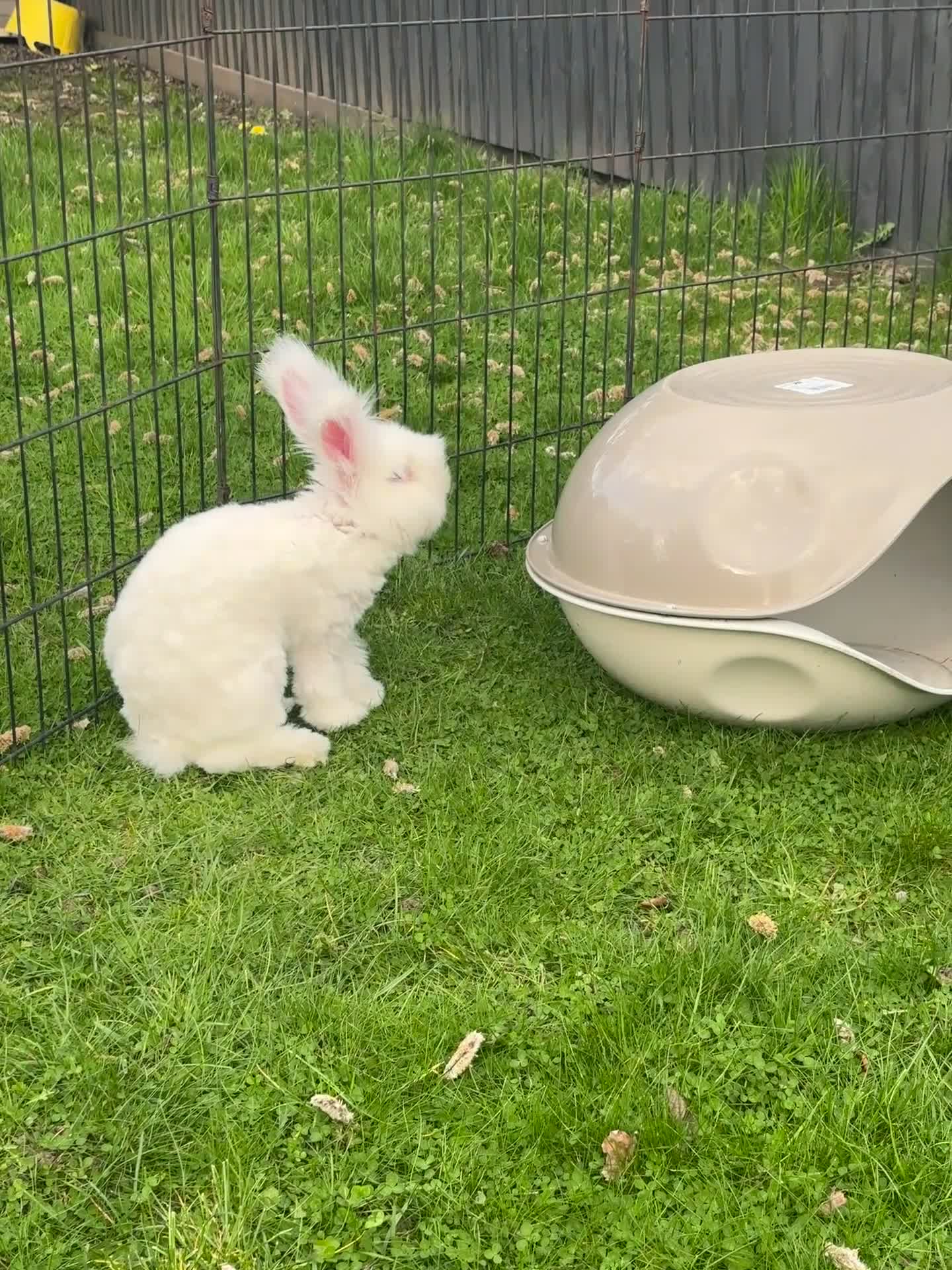 Angora rabbits for sale: Angora max faced bunny (buck)  - Video 1