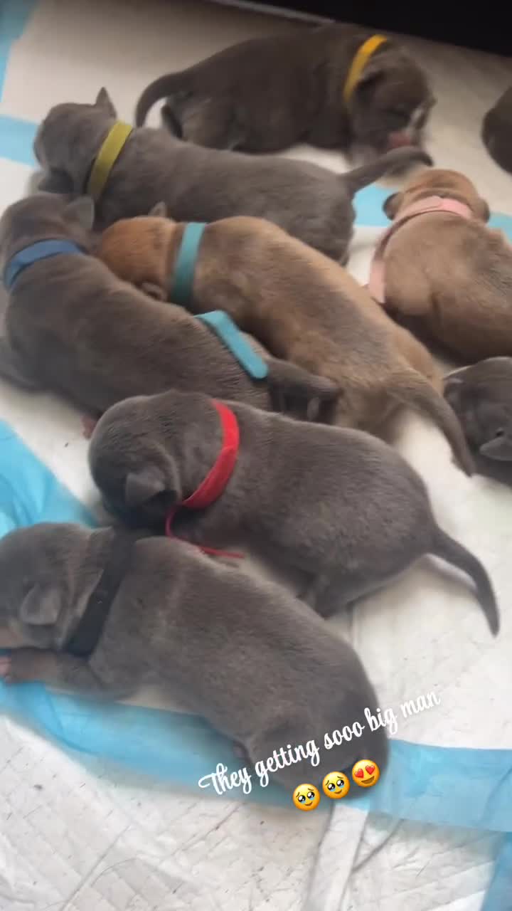 Mixed Breed dogs for sale: Cane Corso x Pocket Bully - Video 1