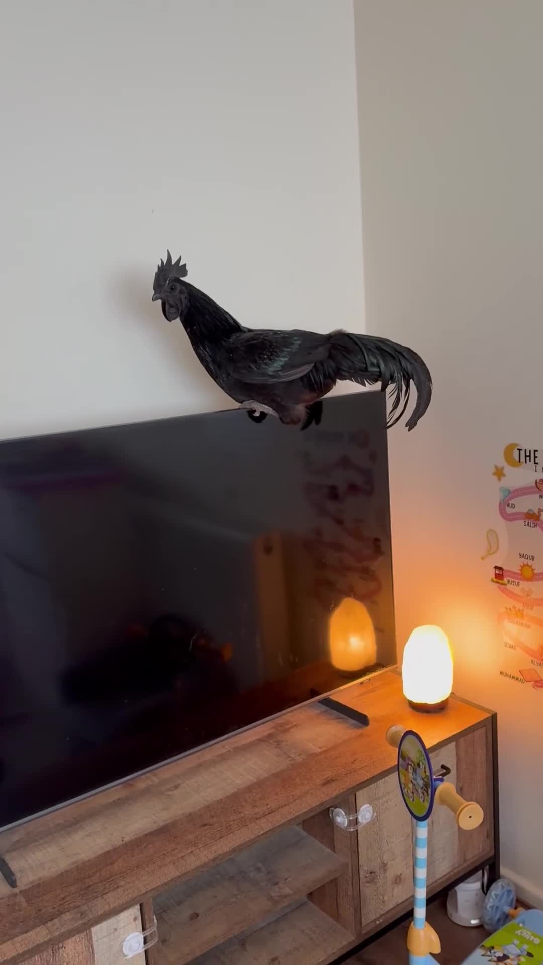 Chickens poultry for sale: Zombie chickens, cross and pure bread Roosters - Video 1