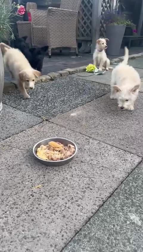 Mixed Breed dogs for sale: Shipoo puppies Shiba x poodle available  - Video 1